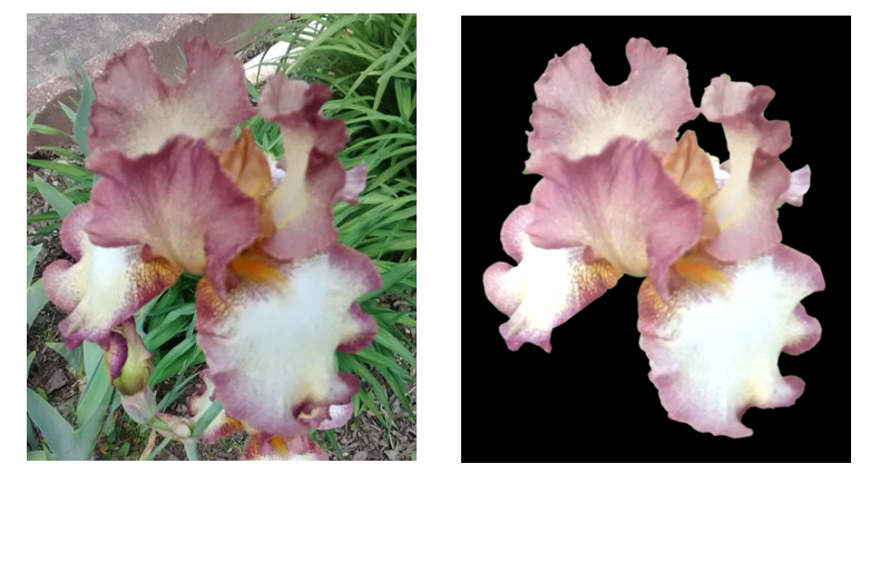 Iris Conversion