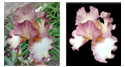 Thumbnail of changing the background of a flower.